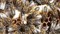 Mated irish queen bees / for sale / buy mated queen bees black bee man .