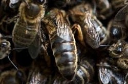 Native Irish queens i post Monday to Thursday from our farm in co,waterford mothel.use fantastic fungie for your bees health.h
