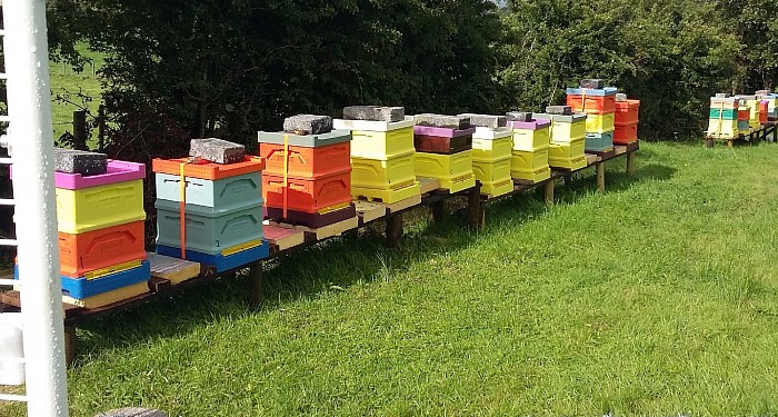 Native black honey bees do very well in poly hives ,over the past few years .I have brought some of the best honey producing stock there is in Ireland.