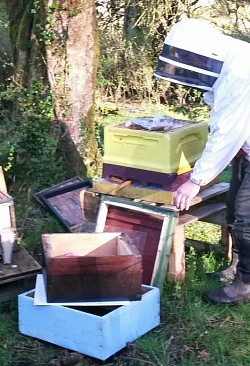 Over wintered native black bees queen bees for sale co,Tipperary.