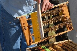 First native black queen cells of 2021black inseminated queen bees for sale