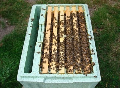 Native Amm black bees Irish dark queens Amm.http:// Holywellhoney.com some of the finest blackbeeman.ie Honey..