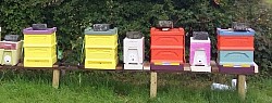 Native nucs and production hives.       From blackbeeman.ie,pure raw honey at http://Holywellhoney.com