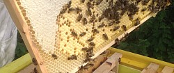 Fresh brood in native black bee queen bank check out our sister site Holywellhoney.com.