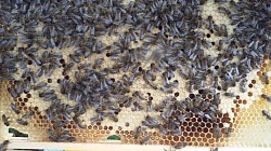 Buy native black bees / mated black queens native honey black bees 