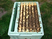 Native black Amm Irish honey bees