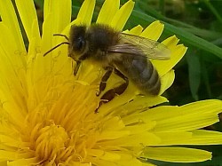 Dandelions are just beginning to open in Tipperary for my black bees